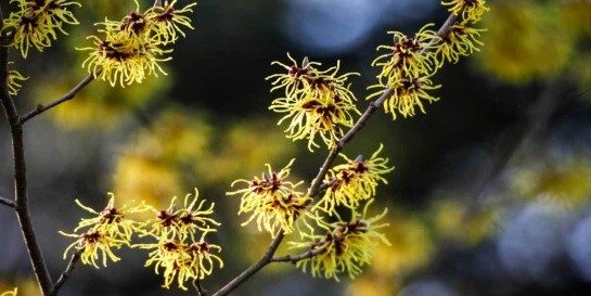witch-hazel-distillate-non-alcohol
